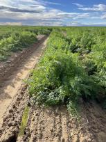 VEGETATIVE
